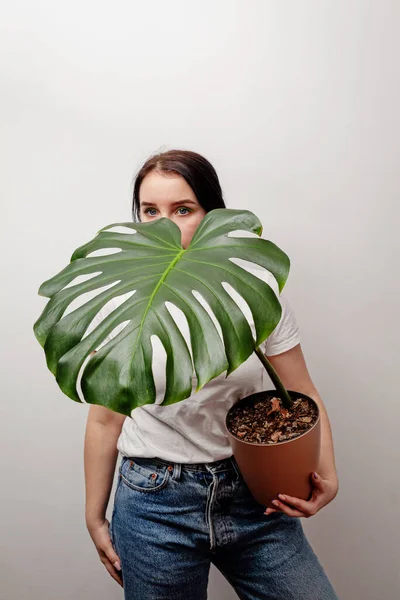 Mujer Sosteniendo Planta Tropical Monstera Deliciosa Sobre Fondo Pared Blanco — Foto de Stock