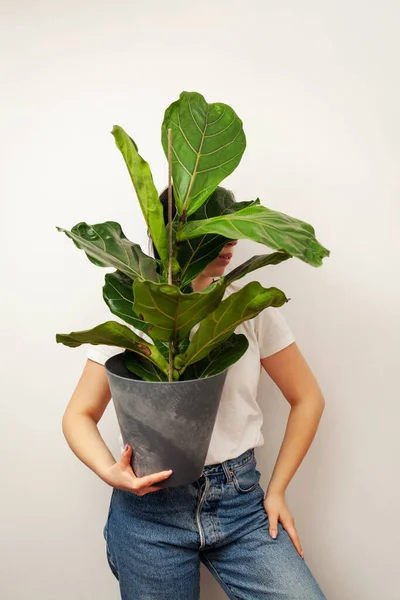 Mujer Sosteniendo Ficus Lyrata Maceta Planta Sobre Fondo Blanco Pared —  Fotos de Stock