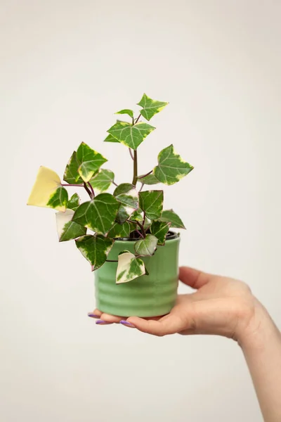 Hand Holding Pot Senecio Macroglossus Plant Natal Ivy Wax Ivy — Stockfoto