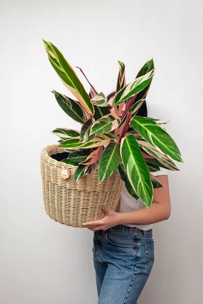 Chica Sosteniendo Stromanthe Tricolor Planta Una Cesta Contra Fondo Blanco —  Fotos de Stock