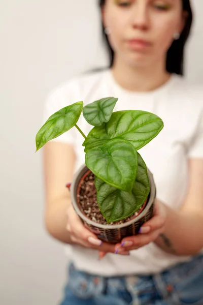 Exotic Alocasia Silver Dragon Houseplant Pot White Wall Background —  Fotos de Stock