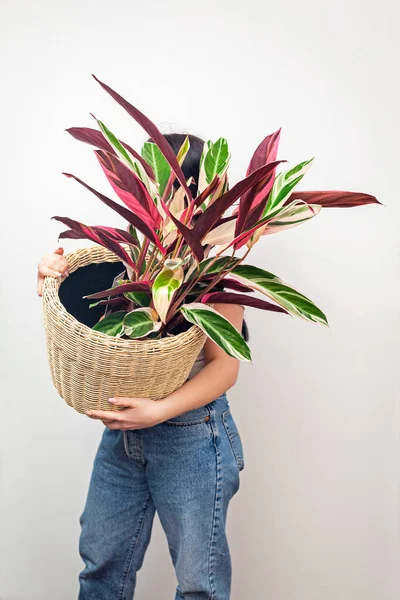 Girl Holding Stromanthe Tricolor Plant Basket White Wall Background Imágenes de stock libres de derechos