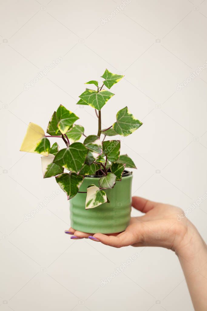 Hand holding pot with Senecio macroglossus plant, the Natal ivy or wax ivy. It is an evergreen climber with waxy triangular leaves.