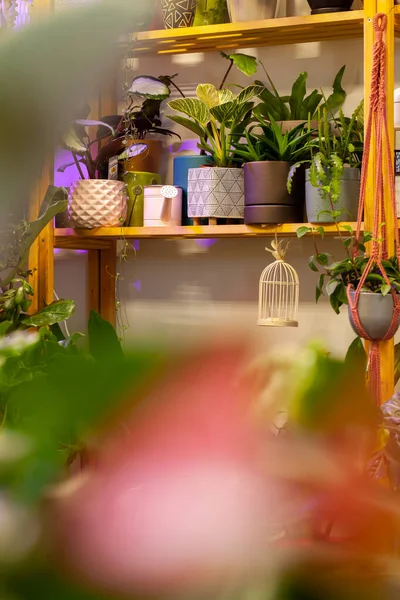 Különböző Egzotikus Cserepes Növények Egy Növényboltban Stock Fotó