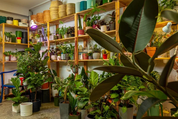 Een Verscheidenheid Aan Exotische Potplanten Een Plantenwinkel Stockfoto