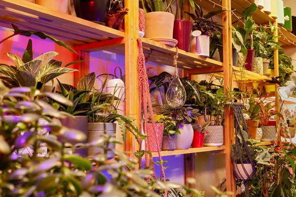 Una Variedad Plantas Exóticas Macetas Una Tienda Plantas Imágenes de stock libres de derechos