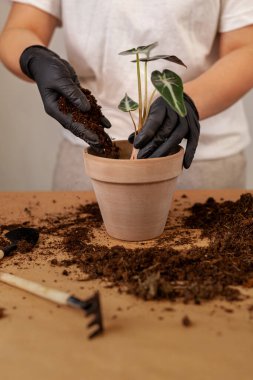 Transplanting a houseplant into a new flower pot. Girlss hands in gloves working with soil and roots of Alocasia Bambinoarrow plant.
