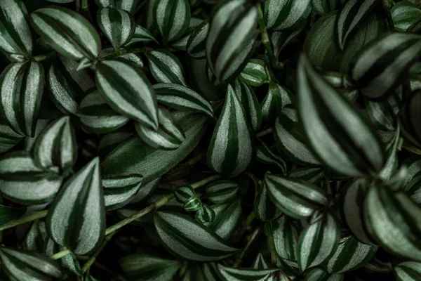 Tradescantia Zebrina Has Attractive Zebra Patterned Leaves Nature Concept —  Fotos de Stock