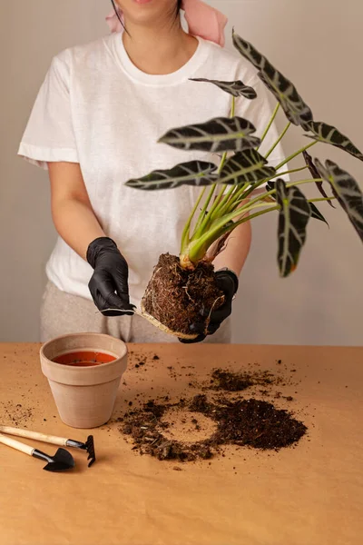 Transplanting Houseplant New Flower Pot Girlss Hands Gloves Working Soil — Stockfoto