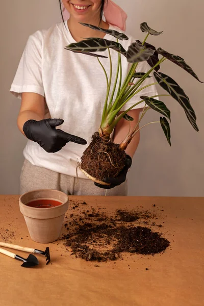 Transplanting Houseplant New Flower Pot Girlss Hands Gloves Working Soil — Stockfoto