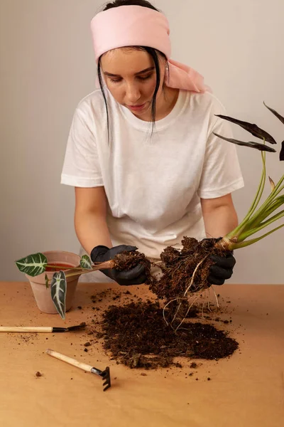 Transplanting Houseplant New Flower Pot Girlss Hands Gloves Working Soil — Stockfoto