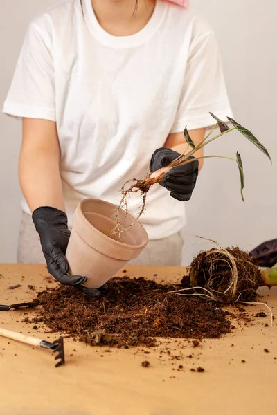 Transplanting Houseplant New Flower Pot Girlss Hands Gloves Working Soil — Photo