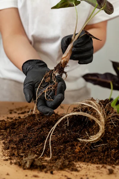 Transplanting Houseplant New Flower Pot Girlss Hands Gloves Working Soil — 스톡 사진