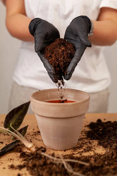 Transplanting Houseplant New Flower Pot Girlss Hands Gloves Working Soil — Zdjęcie stockowe