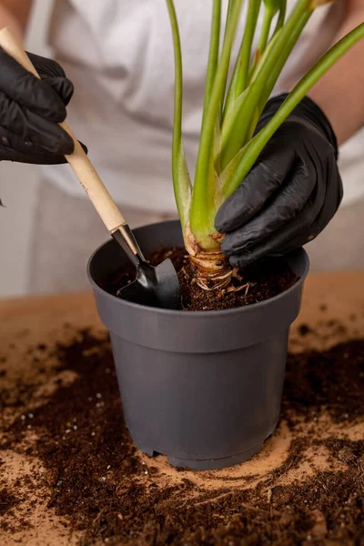 Transplanting Houseplant New Flower Pot Girlss Hands Gloves Working Soil — Zdjęcie stockowe