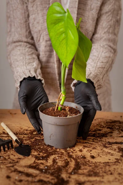 Transplanting Houseplant New Flower Pot Girlss Hands Gloves Working Soil — Zdjęcie stockowe