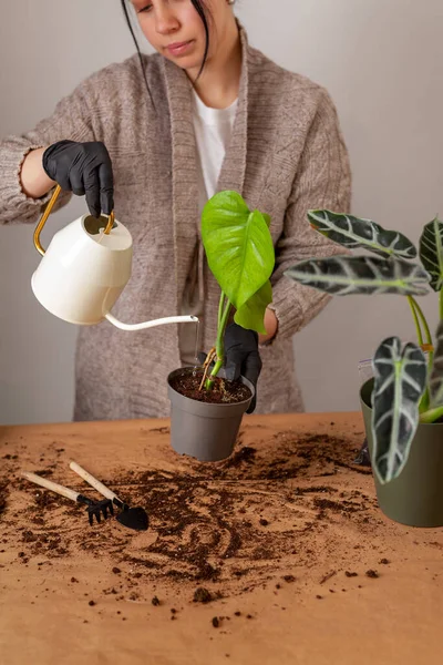 stock image Transplanting a houseplant into a new flower pot. Girlss hands in gloves working with soil and roots of Monstera Deliciosa tropical plant.