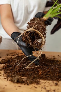 Transplanting a houseplant into a new flower pot. Girlss hands in gloves working with soil and roots of Alocasia Bambinoarrow plant.