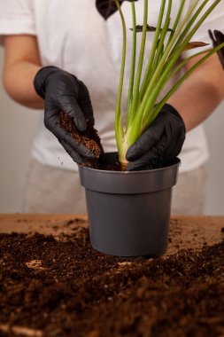 Transplanting a houseplant into a new flower pot. Girlss hands in gloves working with soil and roots of Alocasia Bambinoarrow plant.