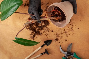 Concept of a home garden. Growing Philodendron plants in pots. Care of indoor plants. Preparation of the home plants for transplantation.