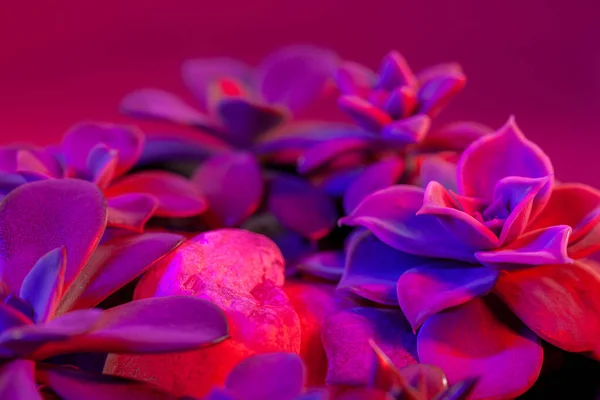 Succulente Piante Appartamento Sfondo Rosa Scuro Illuminato Rosso Blu Foto — Foto Stock