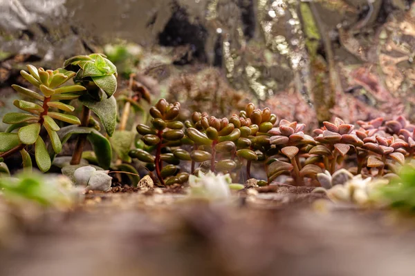 Varieties Colorful Cactus Succulent Plants Small Containers — Fotografia de Stock