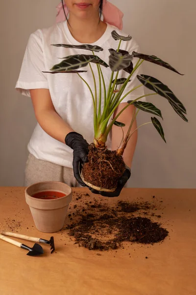 Transplanting Houseplant New Flower Pot Girlss Hands Gloves Working Soil — Stockfoto