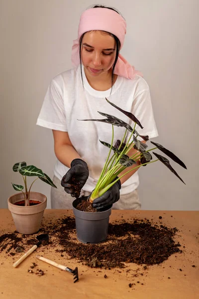 Transplanting Houseplant New Flower Pot Girlss Hands Gloves Working Soil — Photo