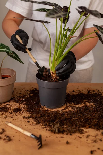 Transplanting Houseplant New Flower Pot Girlss Hands Gloves Working Soil —  Fotos de Stock