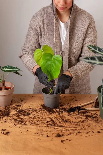 Transplanting Houseplant New Flower Pot Girlss Hands Gloves Working Soil — Zdjęcie stockowe