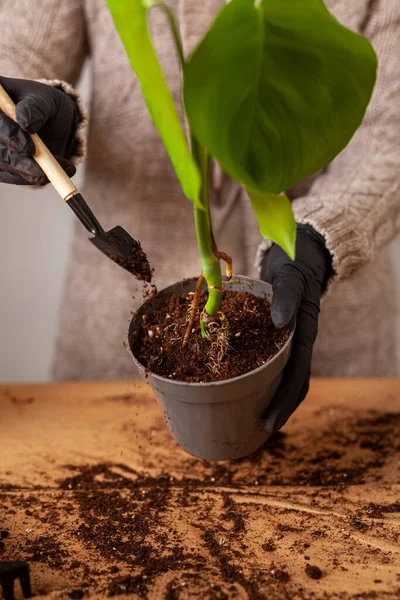 Transplanting Houseplant New Flower Pot Girlss Hands Gloves Working Soil — Zdjęcie stockowe