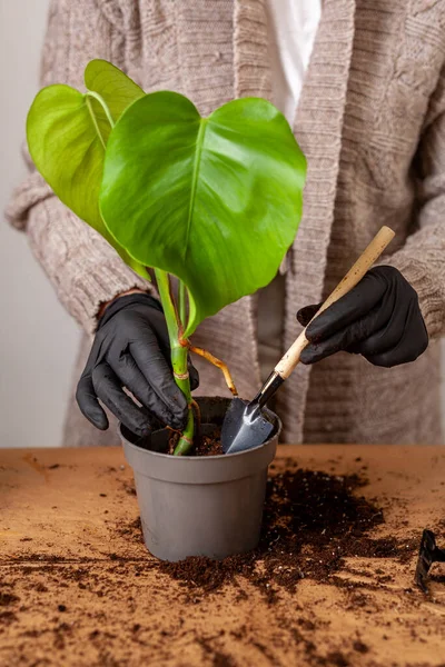 Transplanting Houseplant New Flower Pot Girlss Hands Gloves Working Soil —  Fotos de Stock