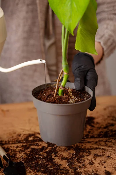 Transplanting Houseplant New Flower Pot Girlss Hands Gloves Working Soil — Photo