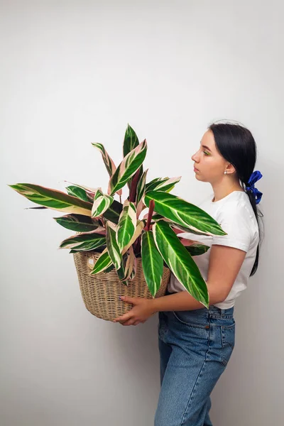Girl Holding Stromanthe Tricolor Plant Basket White Wall Background — Foto de Stock