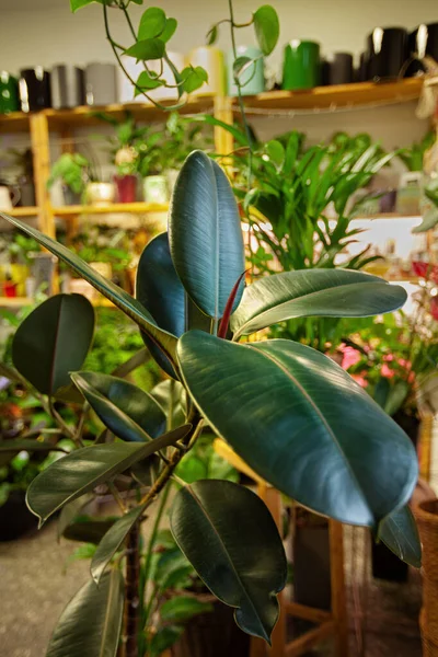 Különböző Egzotikus Cserepes Növények Egy Növényboltban — Stock Fotó