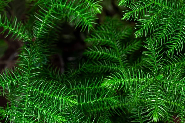 Chilean Araucaria Also Called Andenfir Chilean Spruce Snake Tree Rock — Zdjęcie stockowe