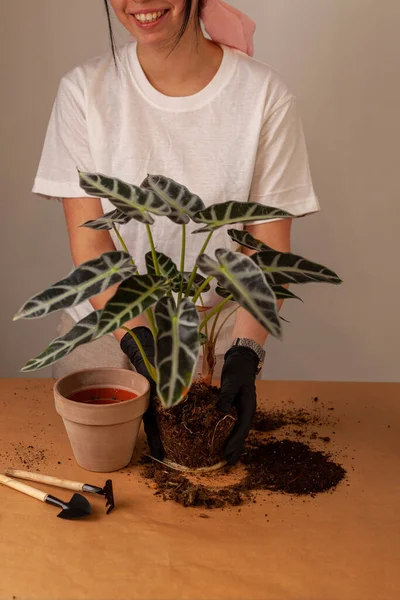 Transplanting Houseplant New Flower Pot Girlss Hands Gloves Working Soil — Zdjęcie stockowe