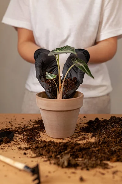 Transplanting Houseplant New Flower Pot Girlss Hands Gloves Working Soil — Stock Fotó