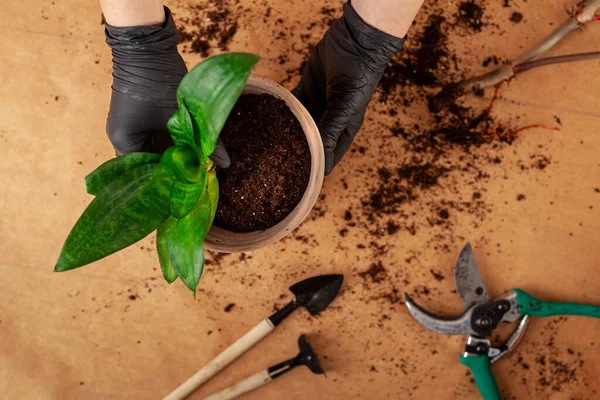 Concept Home Garden Growing Philodendron Plants Pots Care Indoor Plants — Stockfoto