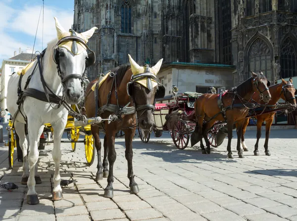 Horse-drawn Carriage in Vienna — Stock Photo, Image