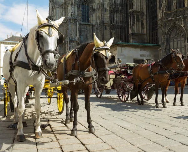 Horse-drawn Carriage in Vienna — Stock Photo, Image