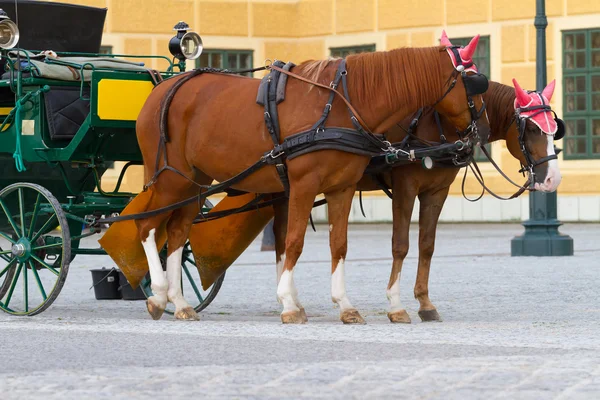 Horses for hire in Vienna — Stock Photo, Image