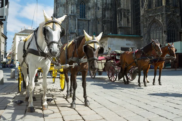 Häst och vagn i Wien — Stockfoto