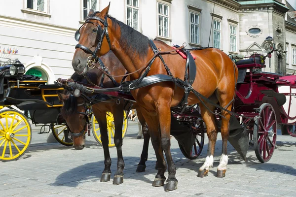 Horse-drawn Carriage in Vienna — Stock Photo, Image