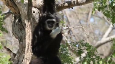 Gibbon maymun