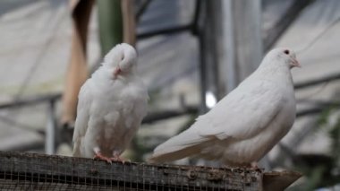 Parktaki güvercinler