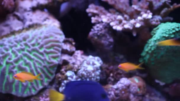 Aquarium — Video