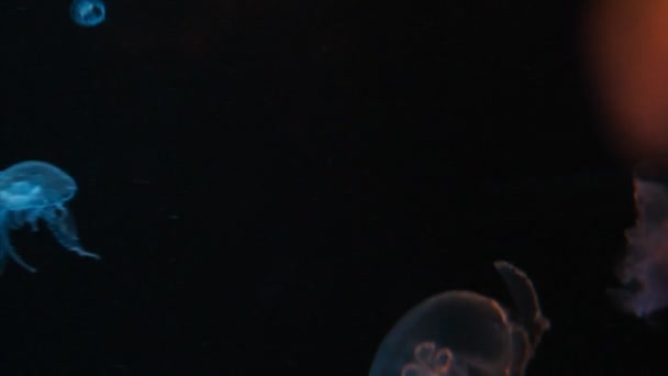 Jellyfish — Stock Video