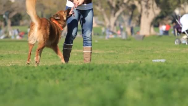 Jugando al perro — Vídeos de Stock