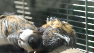 AK başlı marmoset
